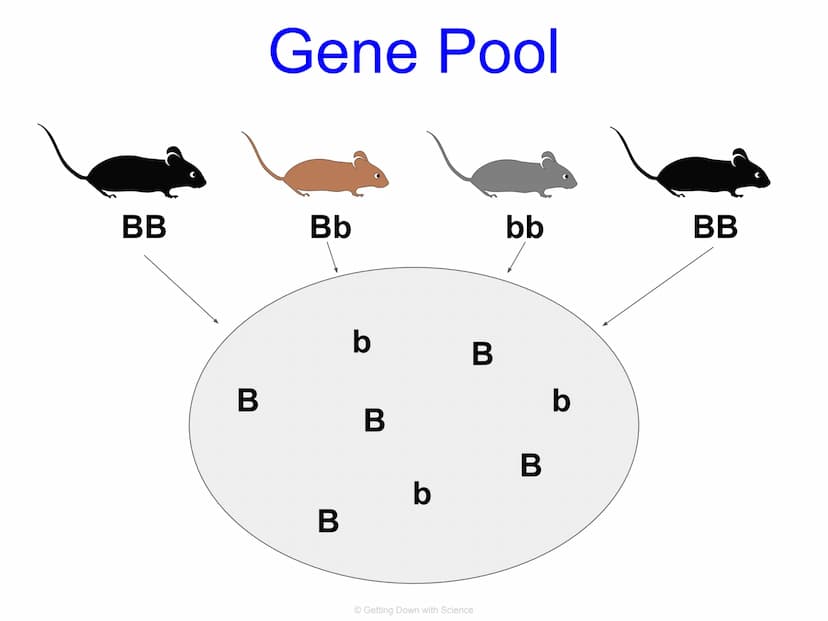 Population Genetics and
Hardy Weinberg Equilibrium
© Getting Down with Science Key Terms
allele: one of a number of alternative forms of the