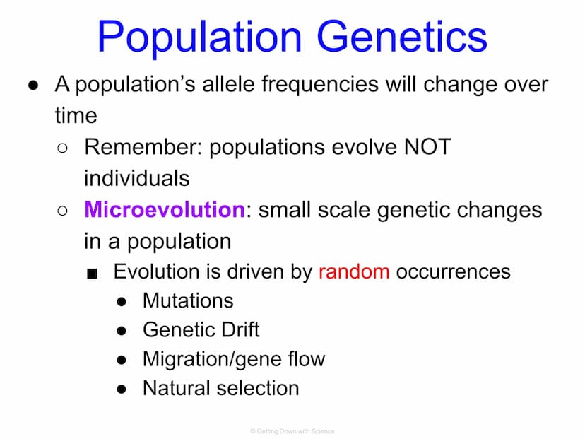 Population Genetics and
Hardy Weinberg Equilibrium
© Getting Down with Science Key Terms
allele: one of a number of alternative forms of the