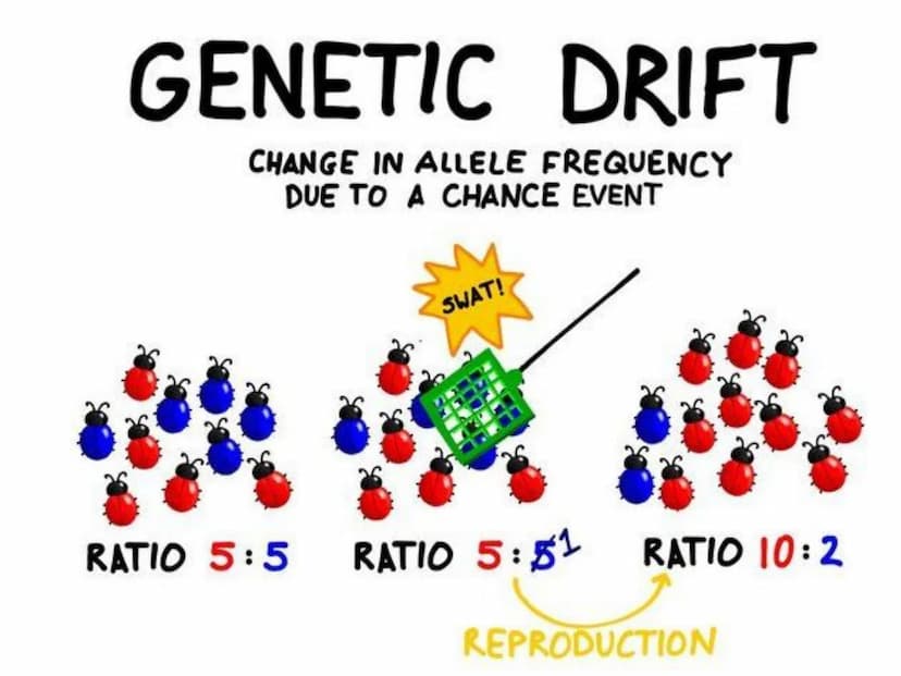 Population Genetics and
Hardy Weinberg Equilibrium
© Getting Down with Science Key Terms
allele: one of a number of alternative forms of the