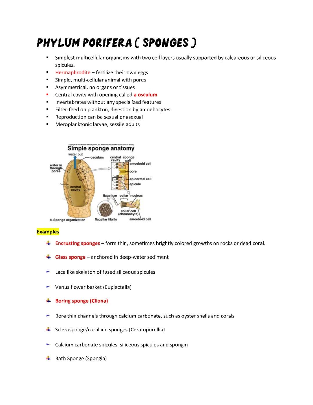 Understanding Phylum Porifera (Sponges): Anatomy, Cells, and Significance