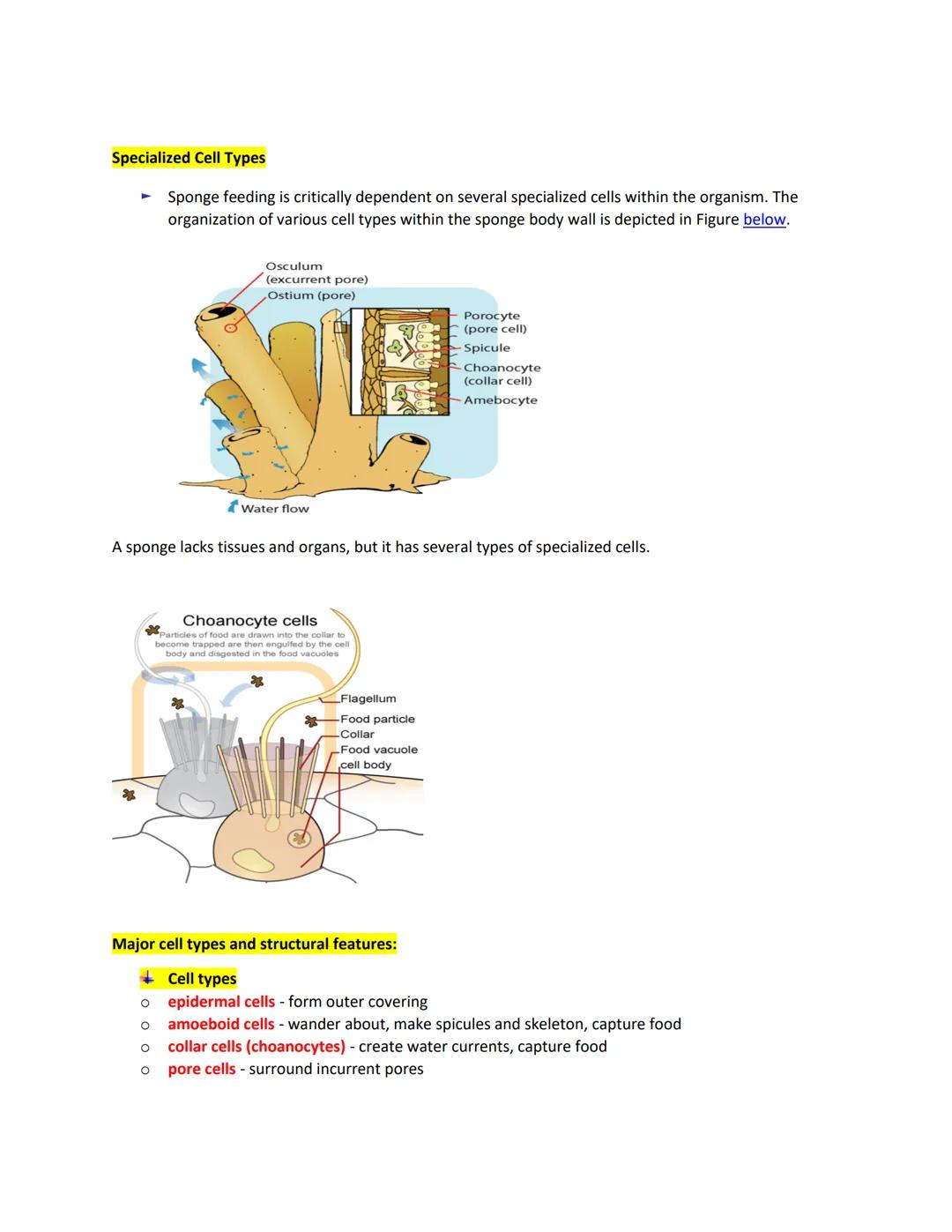 PHYLUM PORIFERA ( SPONGES)
Simplest multicellular organisms with two cell layers usually supported by calcareous or siliceous
spicules.
■
He