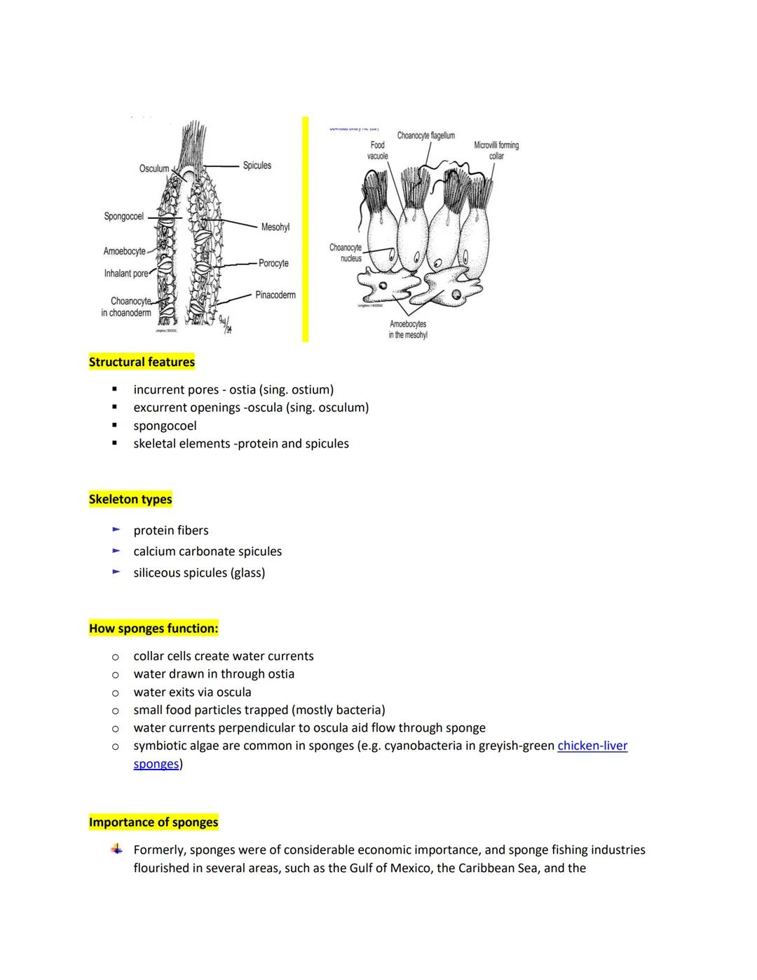PHYLUM PORIFERA ( SPONGES)
Simplest multicellular organisms with two cell layers usually supported by calcareous or siliceous
spicules.
■
He