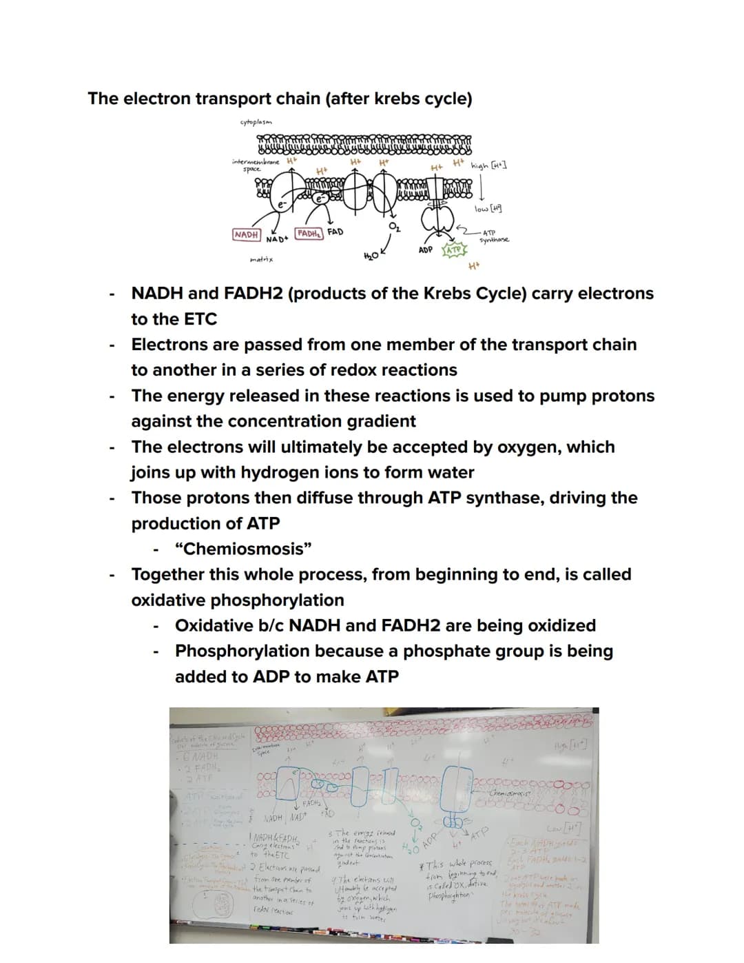 Videos
Cellular Respiration Overview:
https://youtu.be/00jbG cfGuQ
Glycolysis: https://youtu.be/FE2jfTXAJHg
Glycolysis Song: https://youtu.b