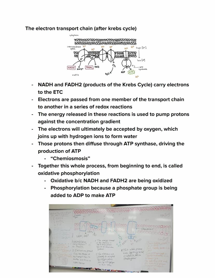 Videos
Cellular Respiration Overview:
https://youtu.be/00jbG cfGuQ
Glycolysis: https://youtu.be/FE2jfTXAJHg
Glycolysis Song: https://youtu.b