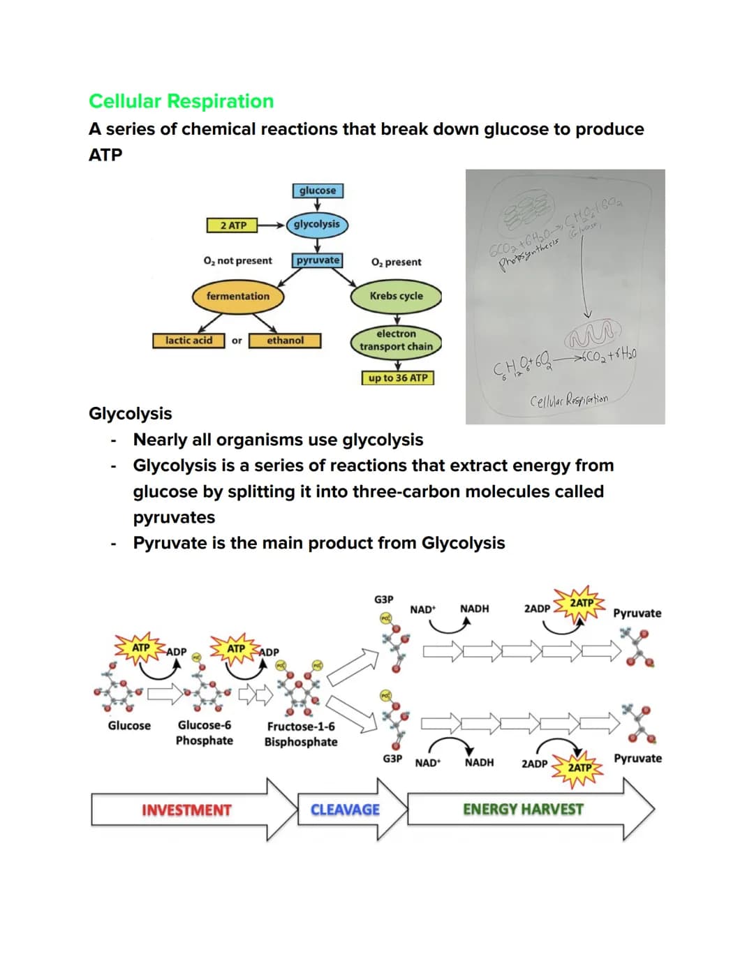 Videos
Cellular Respiration Overview:
https://youtu.be/00jbG cfGuQ
Glycolysis: https://youtu.be/FE2jfTXAJHg
Glycolysis Song: https://youtu.b