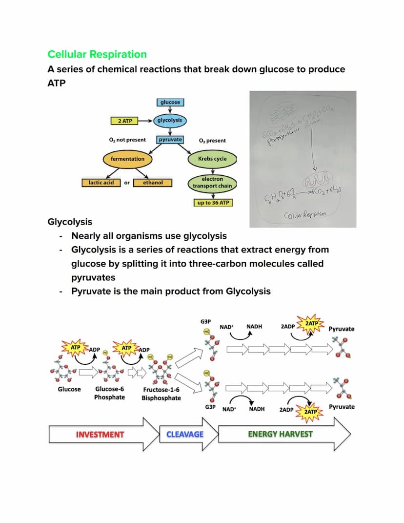 Videos
Cellular Respiration Overview:
https://youtu.be/00jbG cfGuQ
Glycolysis: https://youtu.be/FE2jfTXAJHg
Glycolysis Song: https://youtu.b
