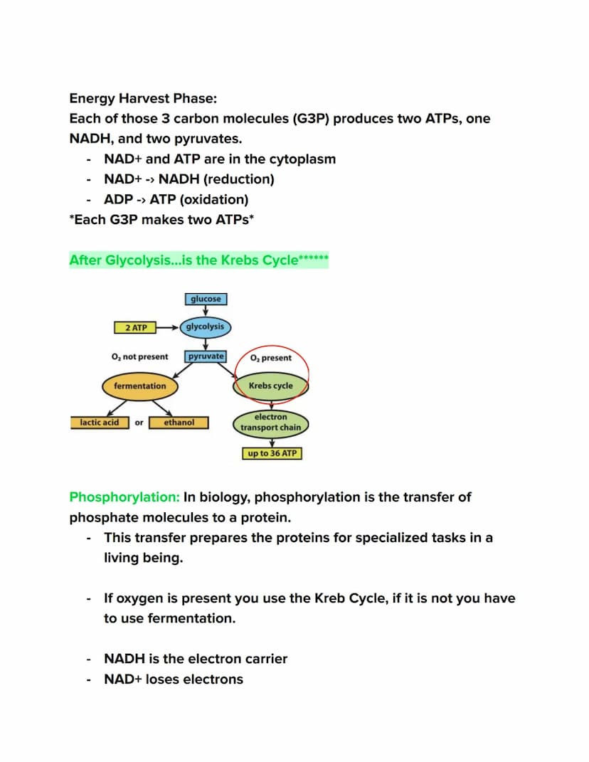 Videos
Cellular Respiration Overview:
https://youtu.be/00jbG cfGuQ
Glycolysis: https://youtu.be/FE2jfTXAJHg
Glycolysis Song: https://youtu.b