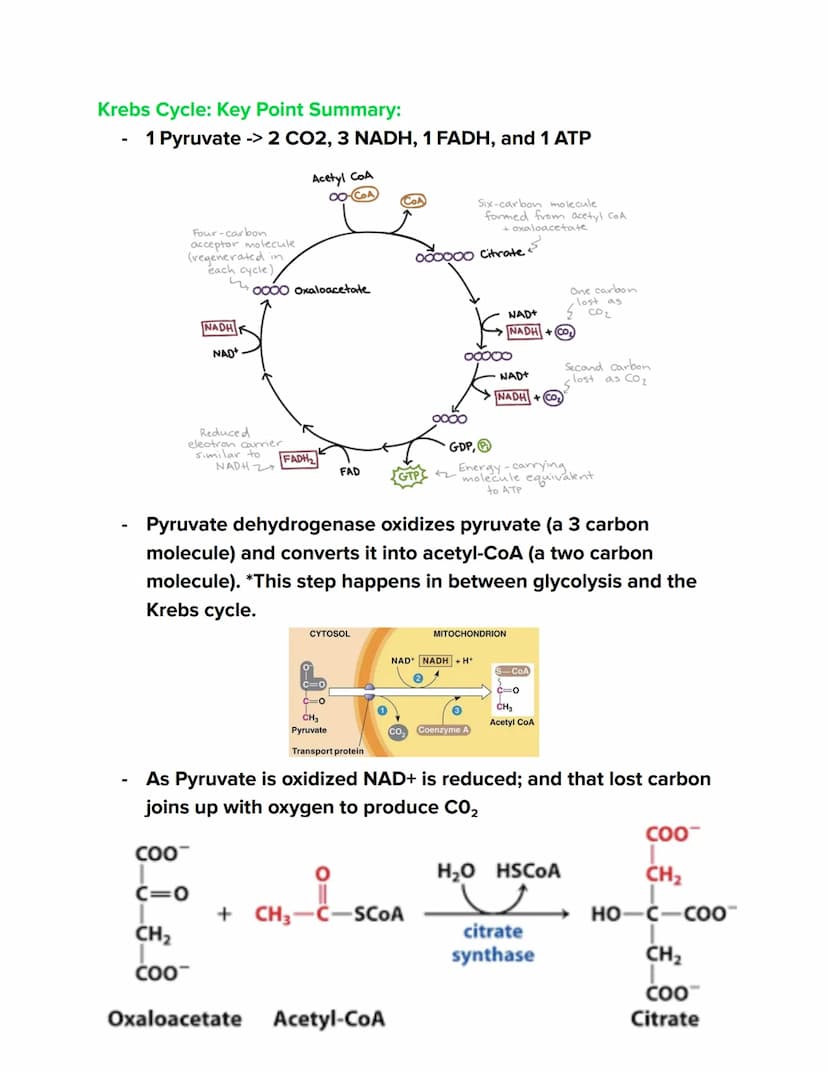 Videos
Cellular Respiration Overview:
https://youtu.be/00jbG cfGuQ
Glycolysis: https://youtu.be/FE2jfTXAJHg
Glycolysis Song: https://youtu.b
