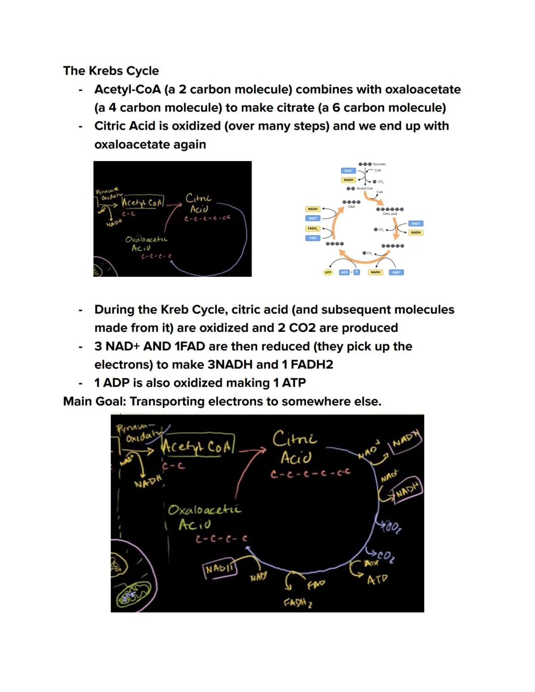 Videos
Cellular Respiration Overview:
https://youtu.be/00jbG cfGuQ
Glycolysis: https://youtu.be/FE2jfTXAJHg
Glycolysis Song: https://youtu.b