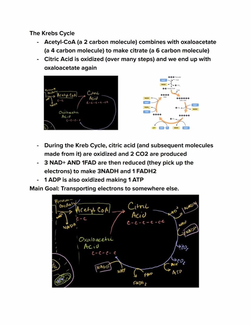 Videos
Cellular Respiration Overview:
https://youtu.be/00jbG cfGuQ
Glycolysis: https://youtu.be/FE2jfTXAJHg
Glycolysis Song: https://youtu.b
