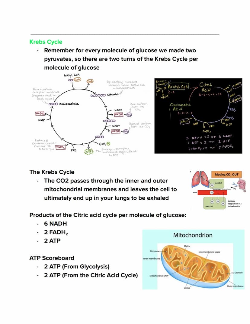 Videos
Cellular Respiration Overview:
https://youtu.be/00jbG cfGuQ
Glycolysis: https://youtu.be/FE2jfTXAJHg
Glycolysis Song: https://youtu.b