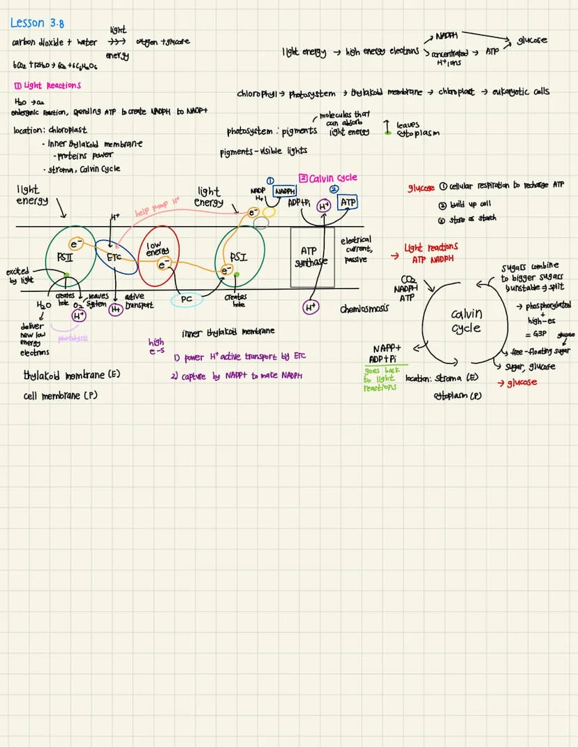 unit 3: Metabolic Pathways
Lesson 31
energy makes change possible
energy cannot be created or destroyed
any energy conversion produces waste