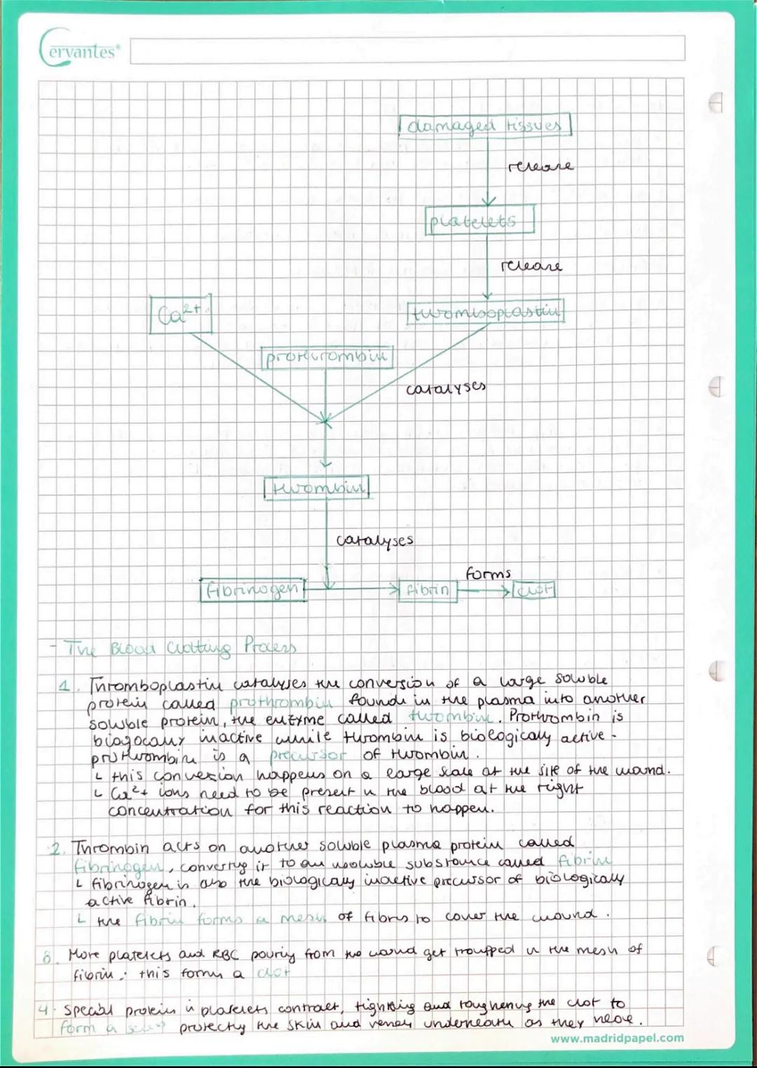 # Cervantes

- Components of blood & functions

Puasma

• Your blood plasma is the fluid part of you mars trasport
System. Over 50% of the b