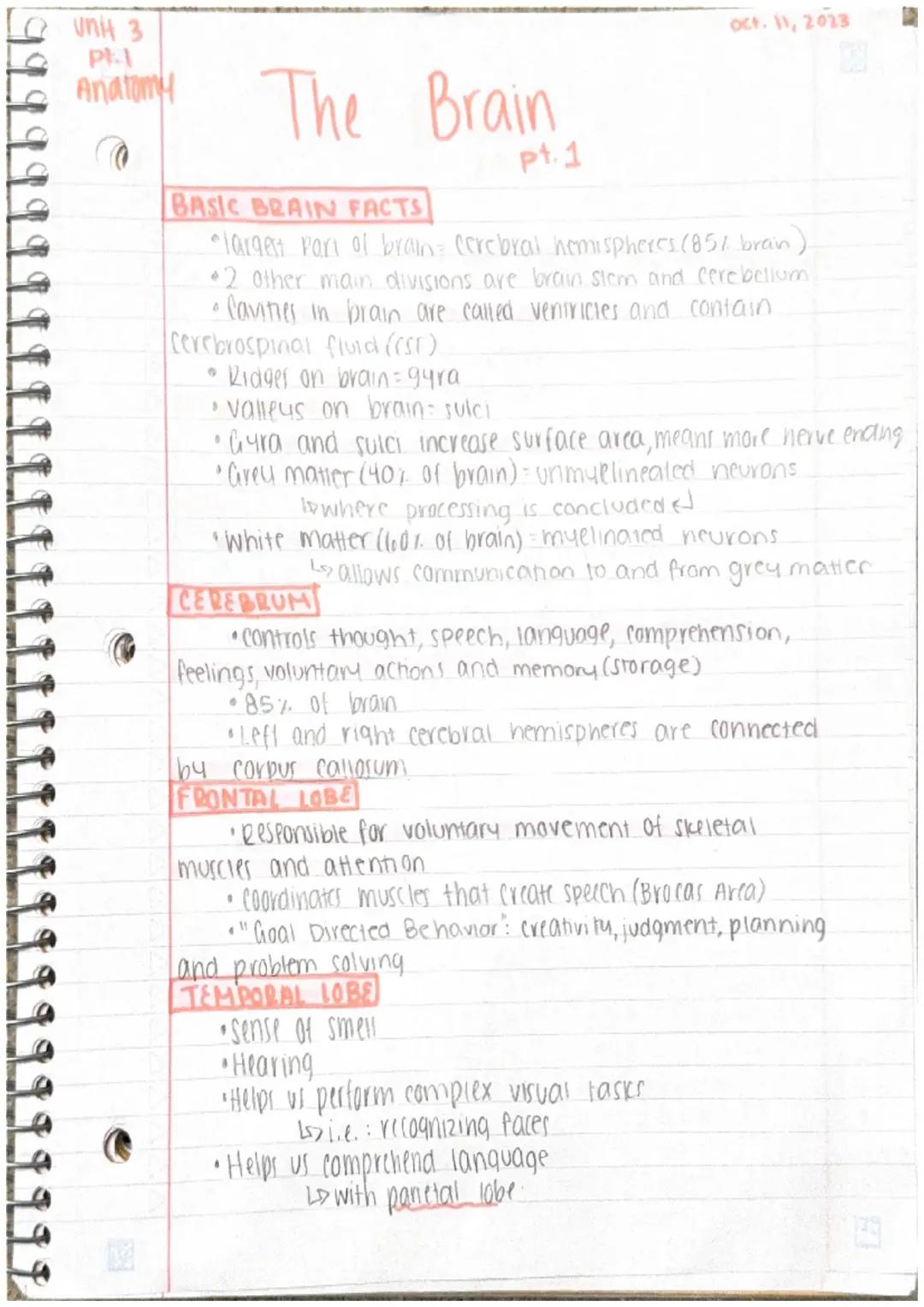 ANATOMY U3: THE BRAIN PART 1&2
