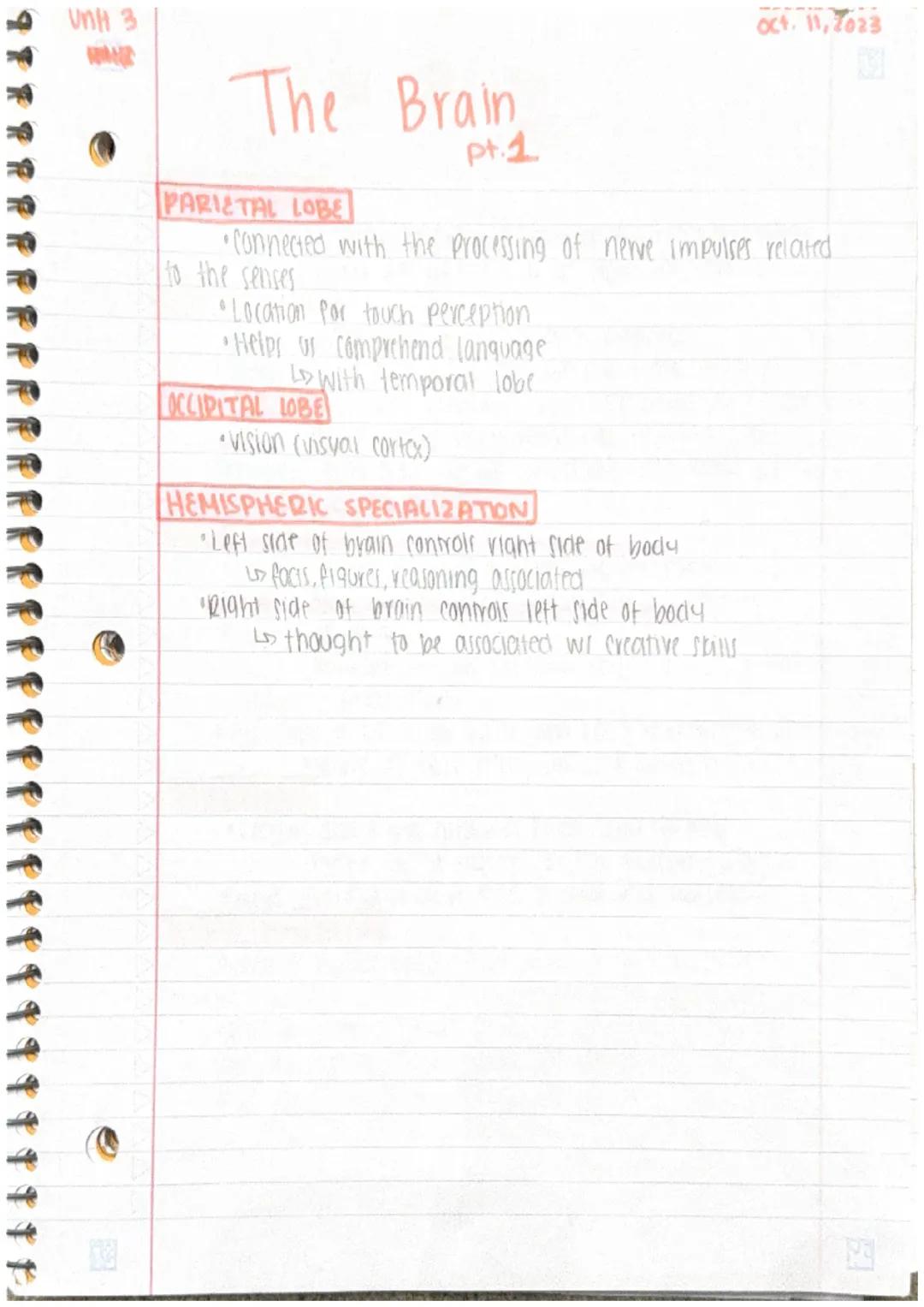 Unit 3
PHI
Anatomy
@
C
The Brain
1
BASIC BRAIN FACTS
largest part of brain - Cerebral hemispheres (85% brain)
•2 other main divisions are br