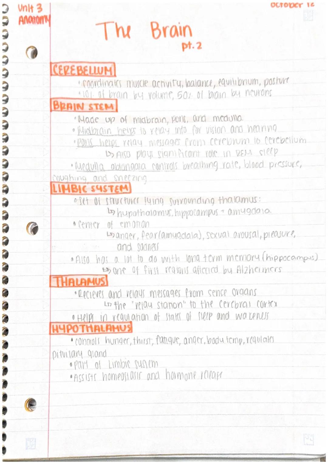 Unit 3
PHI
Anatomy
@
C
The Brain
1
BASIC BRAIN FACTS
largest part of brain - Cerebral hemispheres (85% brain)
•2 other main divisions are br
