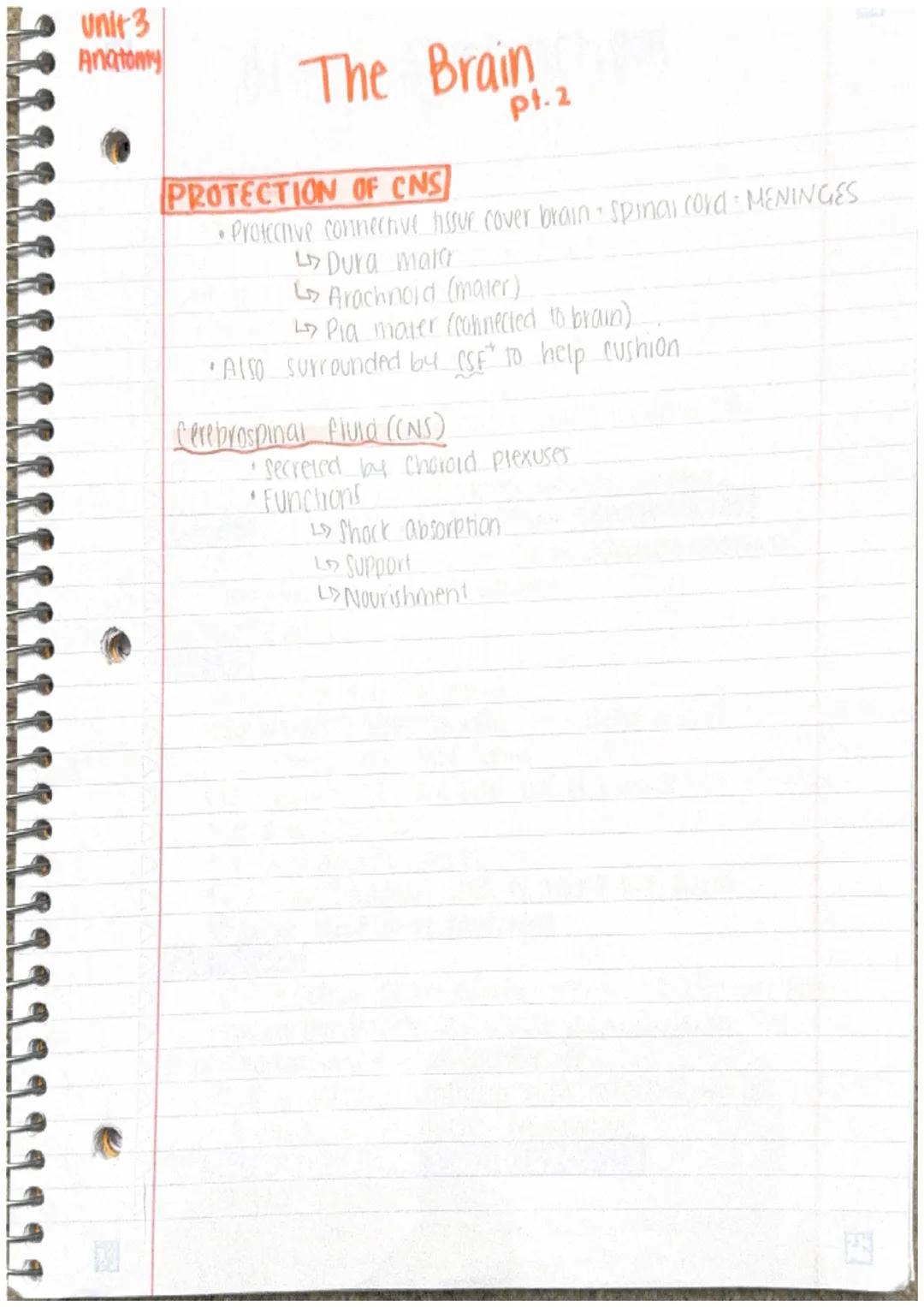 Unit 3
PHI
Anatomy
@
C
The Brain
1
BASIC BRAIN FACTS
largest part of brain - Cerebral hemispheres (85% brain)
•2 other main divisions are br