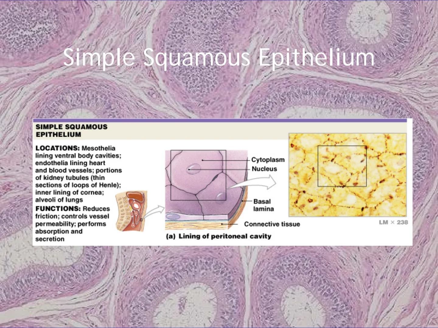 
<h2 id="locationsimplesquamousepithelium">Location - Simple Squamous Epithelium</h2>
<p>The simple squamous epithelium is located in the me