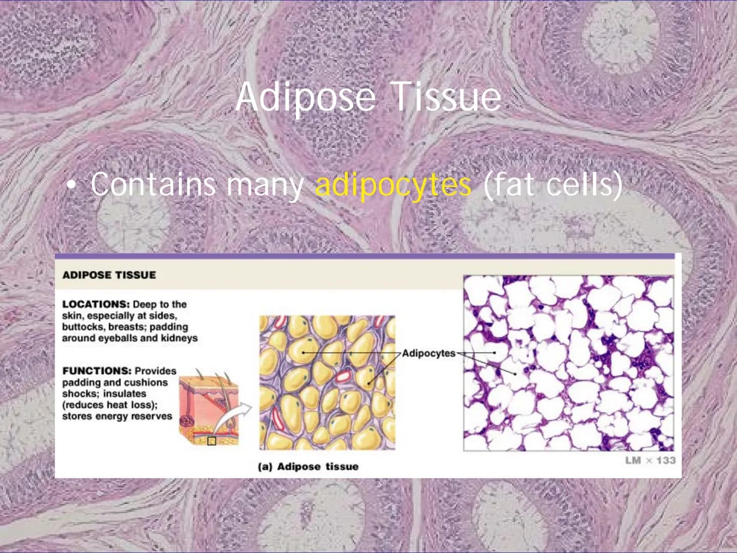 
<h2 id="locationsimplesquamousepithelium">Location - Simple Squamous Epithelium</h2>
<p>The simple squamous epithelium is located in the me