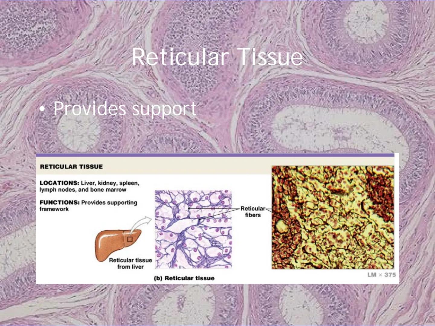 
<h2 id="locationsimplesquamousepithelium">Location - Simple Squamous Epithelium</h2>
<p>The simple squamous epithelium is located in the me