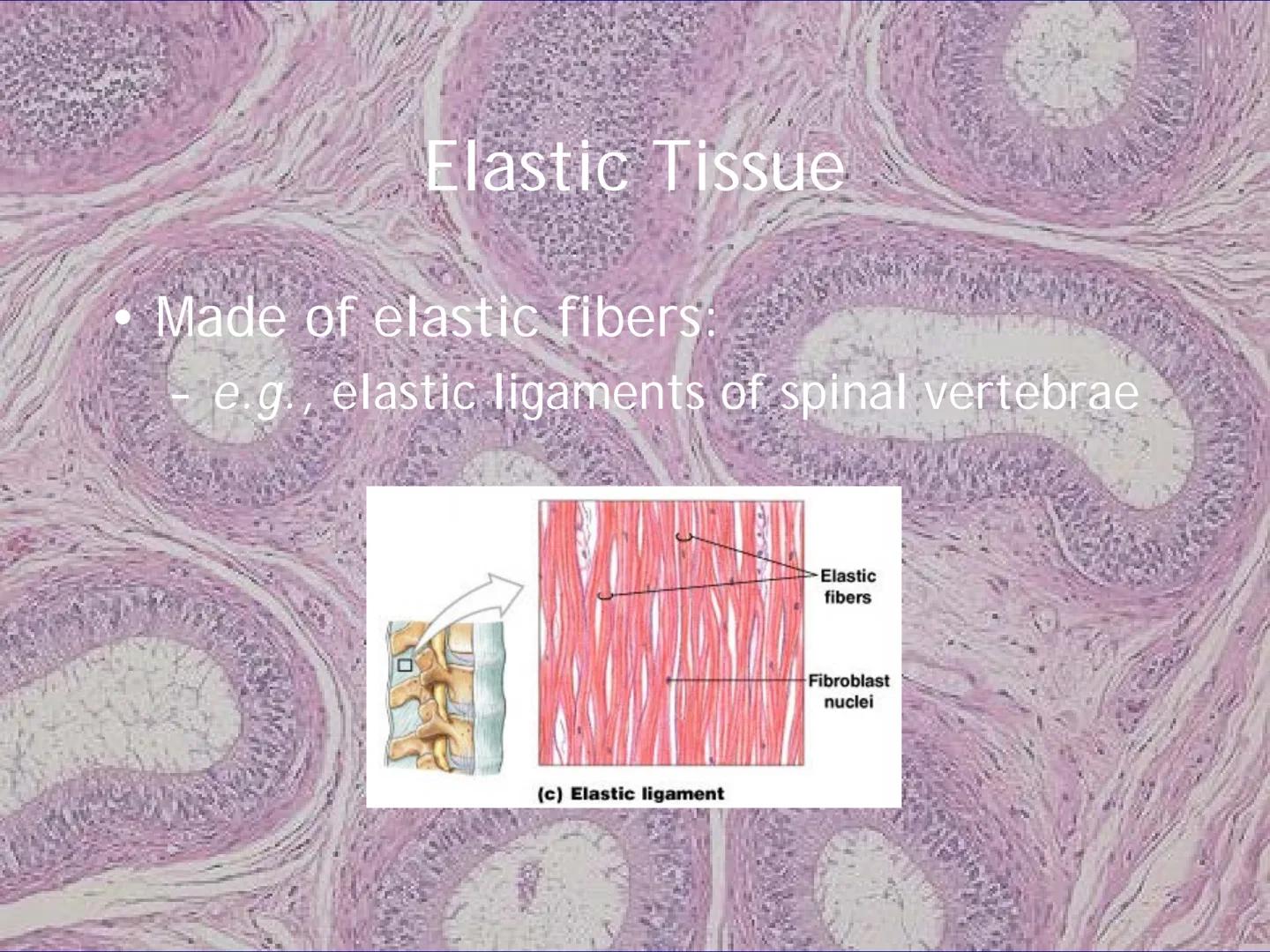 
<h2 id="locationsimplesquamousepithelium">Location - Simple Squamous Epithelium</h2>
<p>The simple squamous epithelium is located in the me