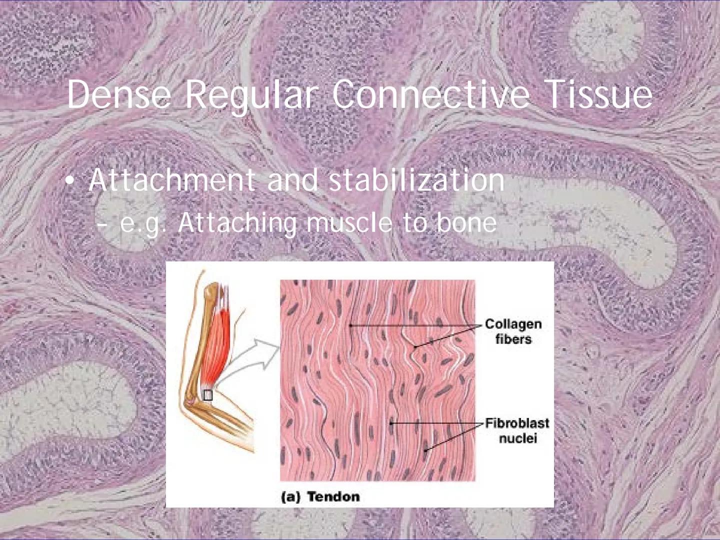 
<h2 id="locationsimplesquamousepithelium">Location - Simple Squamous Epithelium</h2>
<p>The simple squamous epithelium is located in the me