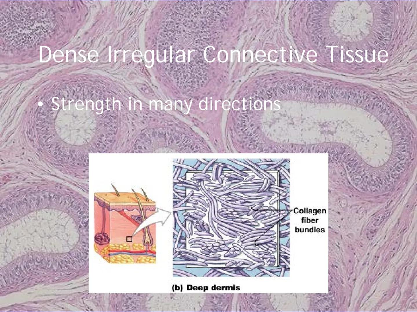 
<h2 id="locationsimplesquamousepithelium">Location - Simple Squamous Epithelium</h2>
<p>The simple squamous epithelium is located in the me