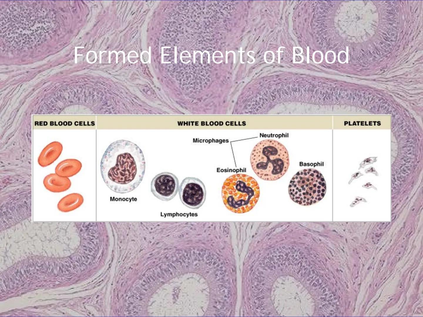 
<h2 id="locationsimplesquamousepithelium">Location - Simple Squamous Epithelium</h2>
<p>The simple squamous epithelium is located in the me