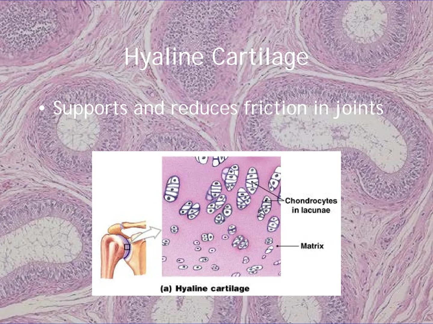 
<h2 id="locationsimplesquamousepithelium">Location - Simple Squamous Epithelium</h2>
<p>The simple squamous epithelium is located in the me