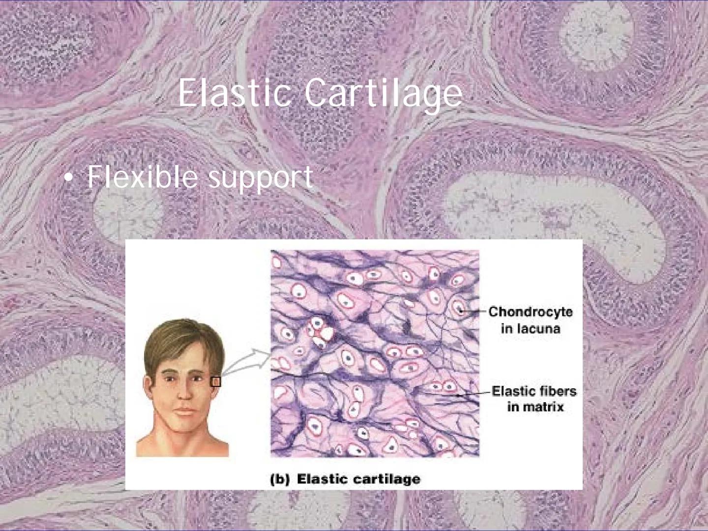 
<h2 id="locationsimplesquamousepithelium">Location - Simple Squamous Epithelium</h2>
<p>The simple squamous epithelium is located in the me