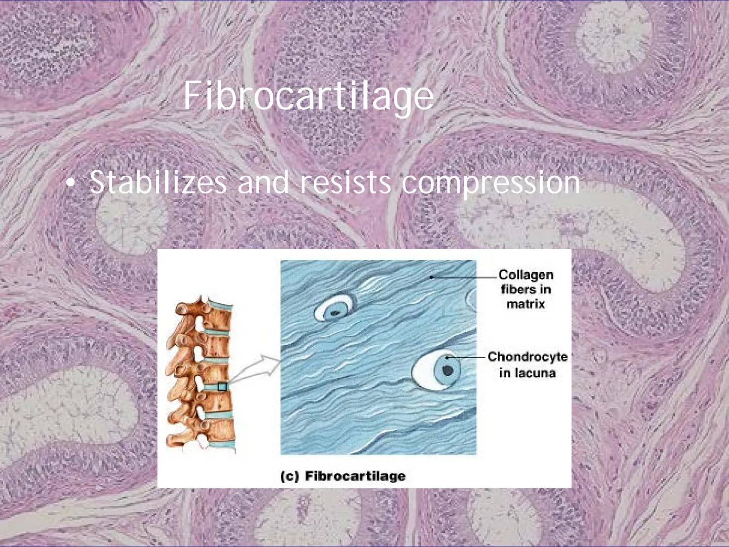 
<h2 id="locationsimplesquamousepithelium">Location - Simple Squamous Epithelium</h2>
<p>The simple squamous epithelium is located in the me