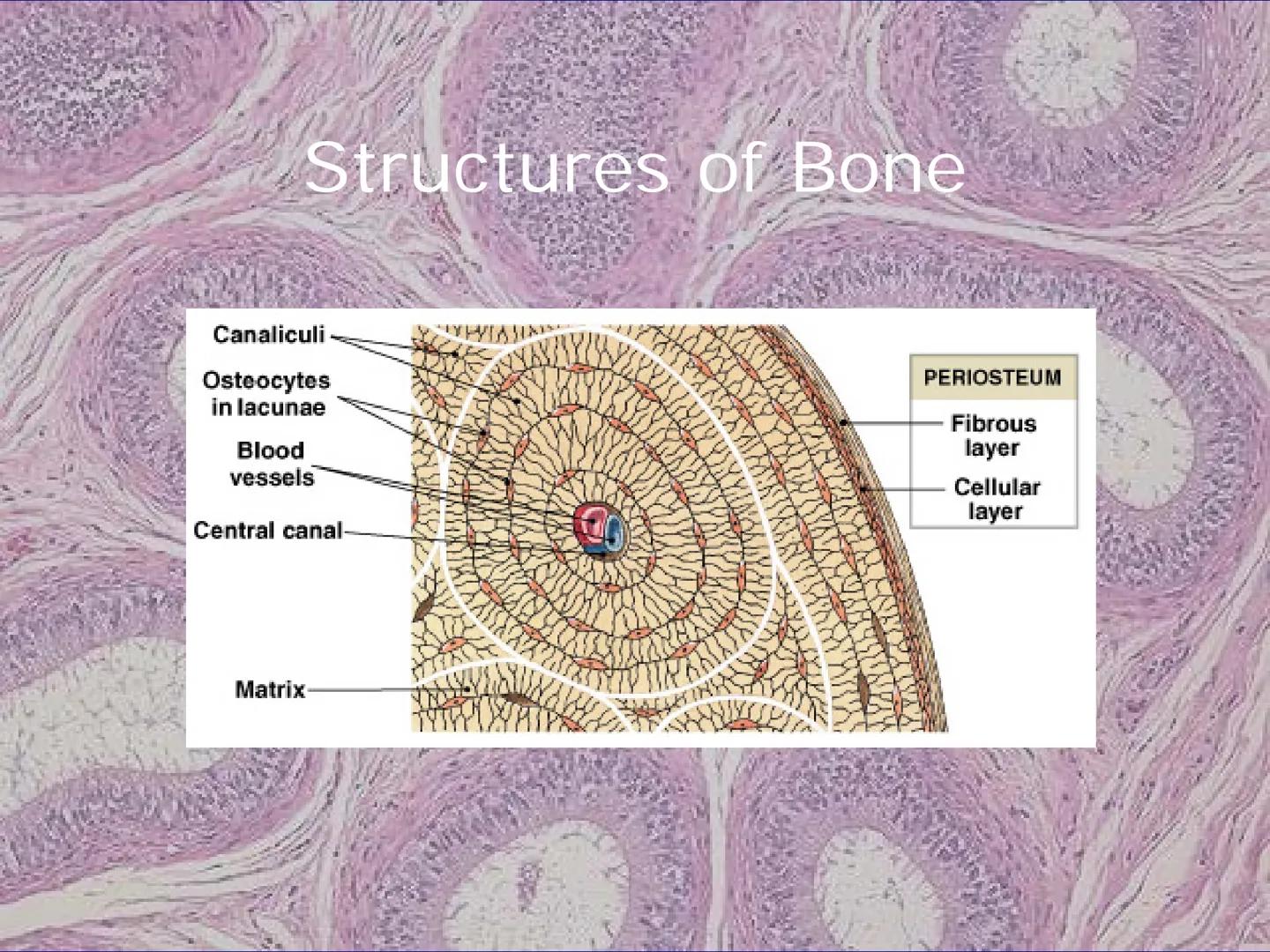 
<h2 id="locationsimplesquamousepithelium">Location - Simple Squamous Epithelium</h2>
<p>The simple squamous epithelium is located in the me