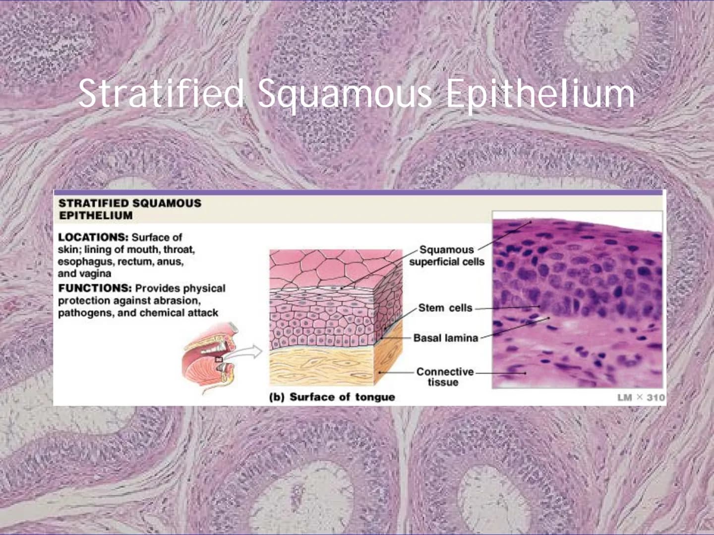 
<h2 id="locationsimplesquamousepithelium">Location - Simple Squamous Epithelium</h2>
<p>The simple squamous epithelium is located in the me