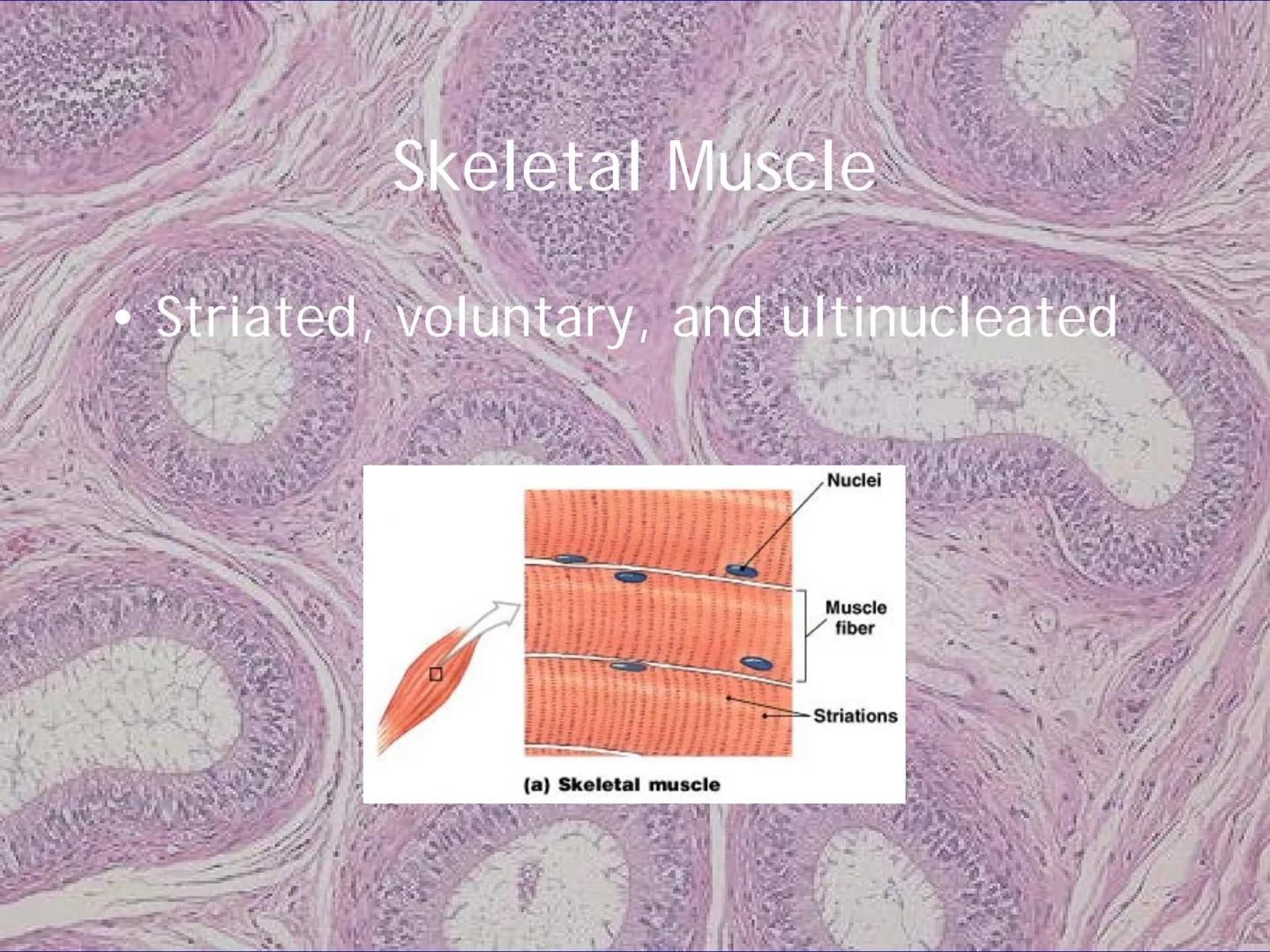 
<h2 id="locationsimplesquamousepithelium">Location - Simple Squamous Epithelium</h2>
<p>The simple squamous epithelium is located in the me