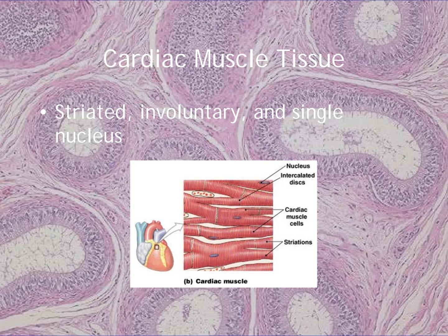 
<h2 id="locationsimplesquamousepithelium">Location - Simple Squamous Epithelium</h2>
<p>The simple squamous epithelium is located in the me