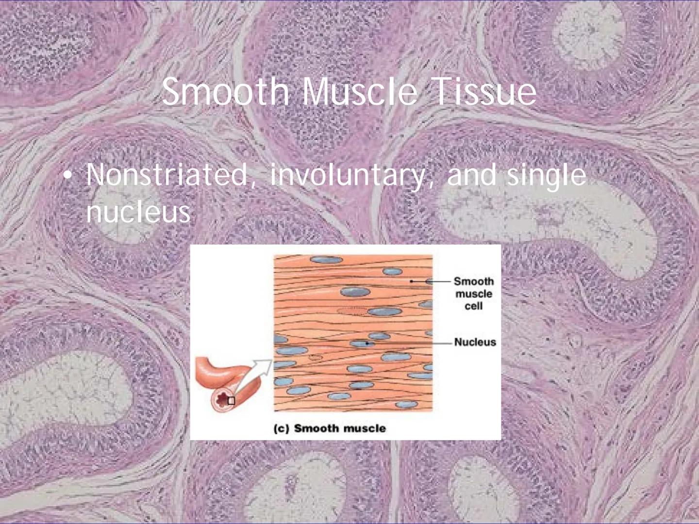 
<h2 id="locationsimplesquamousepithelium">Location - Simple Squamous Epithelium</h2>
<p>The simple squamous epithelium is located in the me