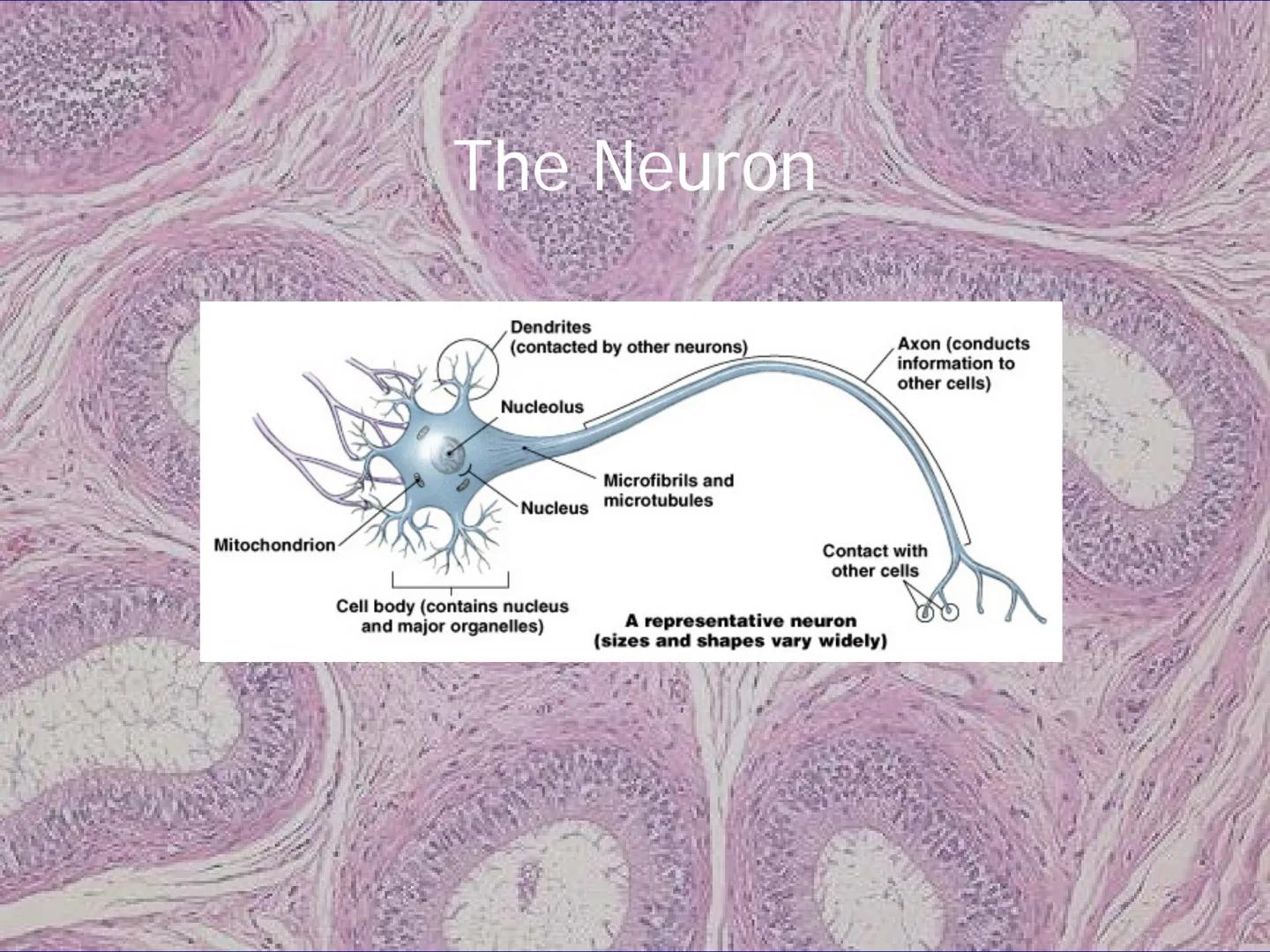 
<h2 id="locationsimplesquamousepithelium">Location - Simple Squamous Epithelium</h2>
<p>The simple squamous epithelium is located in the me