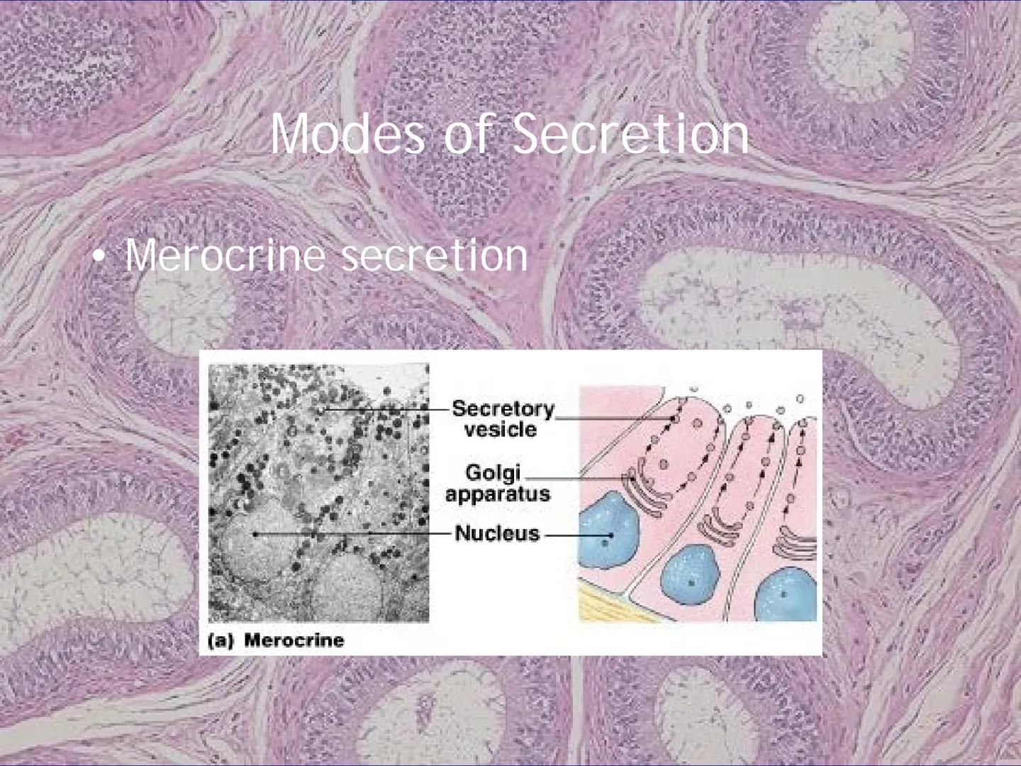 
<h2 id="locationsimplesquamousepithelium">Location - Simple Squamous Epithelium</h2>
<p>The simple squamous epithelium is located in the me