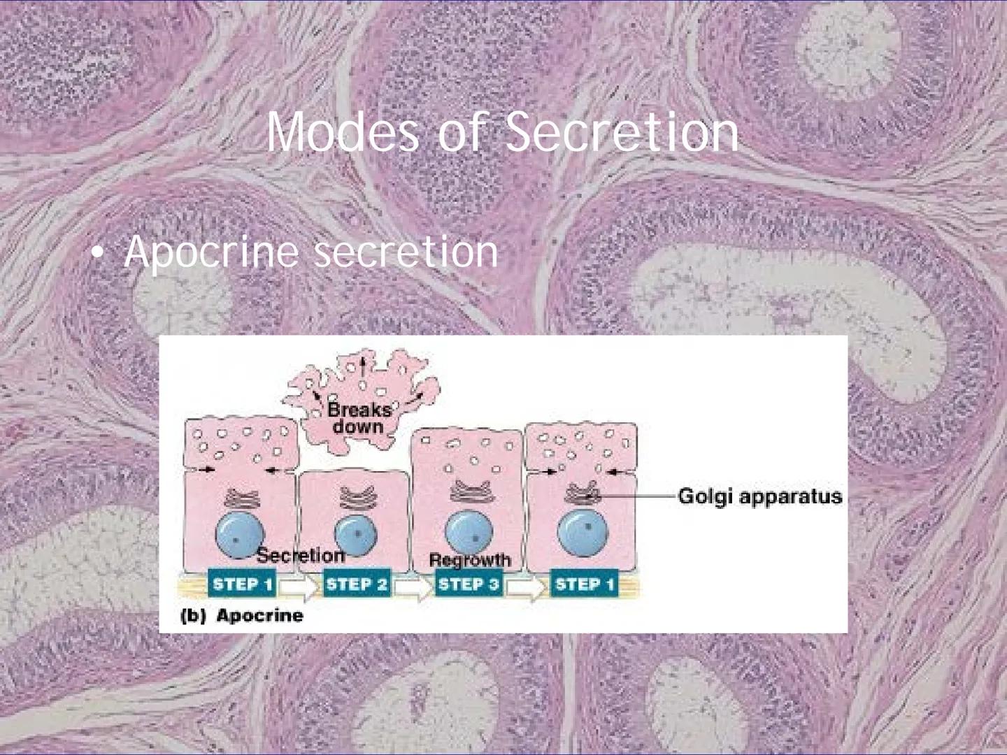 
<h2 id="locationsimplesquamousepithelium">Location - Simple Squamous Epithelium</h2>
<p>The simple squamous epithelium is located in the me