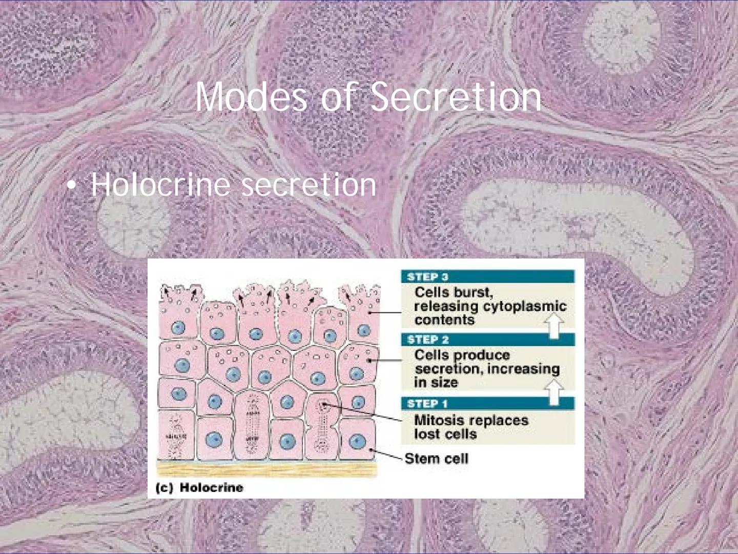 
<h2 id="locationsimplesquamousepithelium">Location - Simple Squamous Epithelium</h2>
<p>The simple squamous epithelium is located in the me