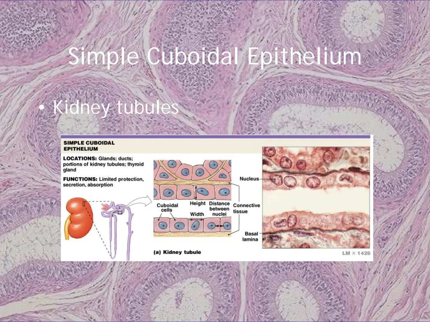 
<h2 id="locationsimplesquamousepithelium">Location - Simple Squamous Epithelium</h2>
<p>The simple squamous epithelium is located in the me