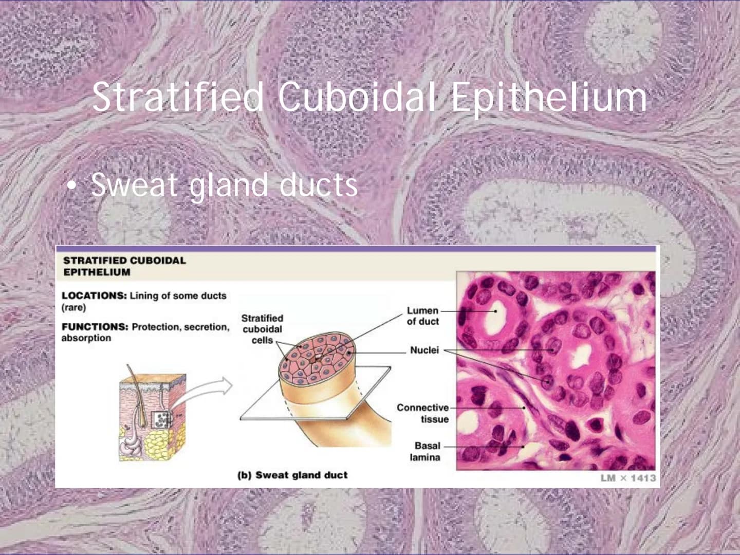 
<h2 id="locationsimplesquamousepithelium">Location - Simple Squamous Epithelium</h2>
<p>The simple squamous epithelium is located in the me