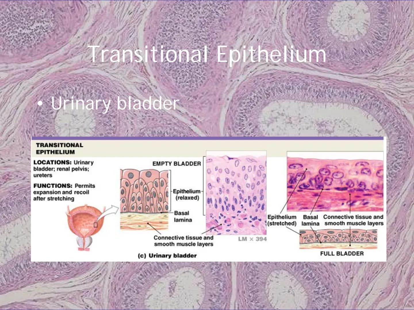 
<h2 id="locationsimplesquamousepithelium">Location - Simple Squamous Epithelium</h2>
<p>The simple squamous epithelium is located in the me