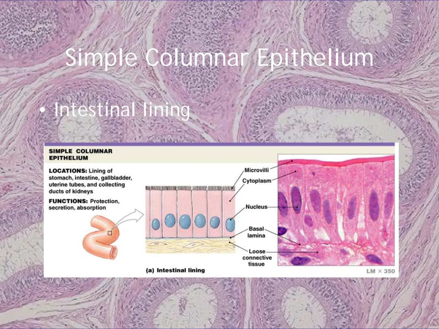 
<h2 id="locationsimplesquamousepithelium">Location - Simple Squamous Epithelium</h2>
<p>The simple squamous epithelium is located in the me