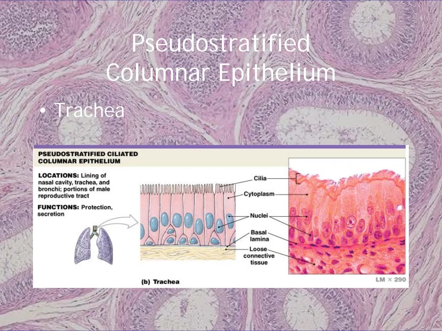 
<h2 id="locationsimplesquamousepithelium">Location - Simple Squamous Epithelium</h2>
<p>The simple squamous epithelium is located in the me