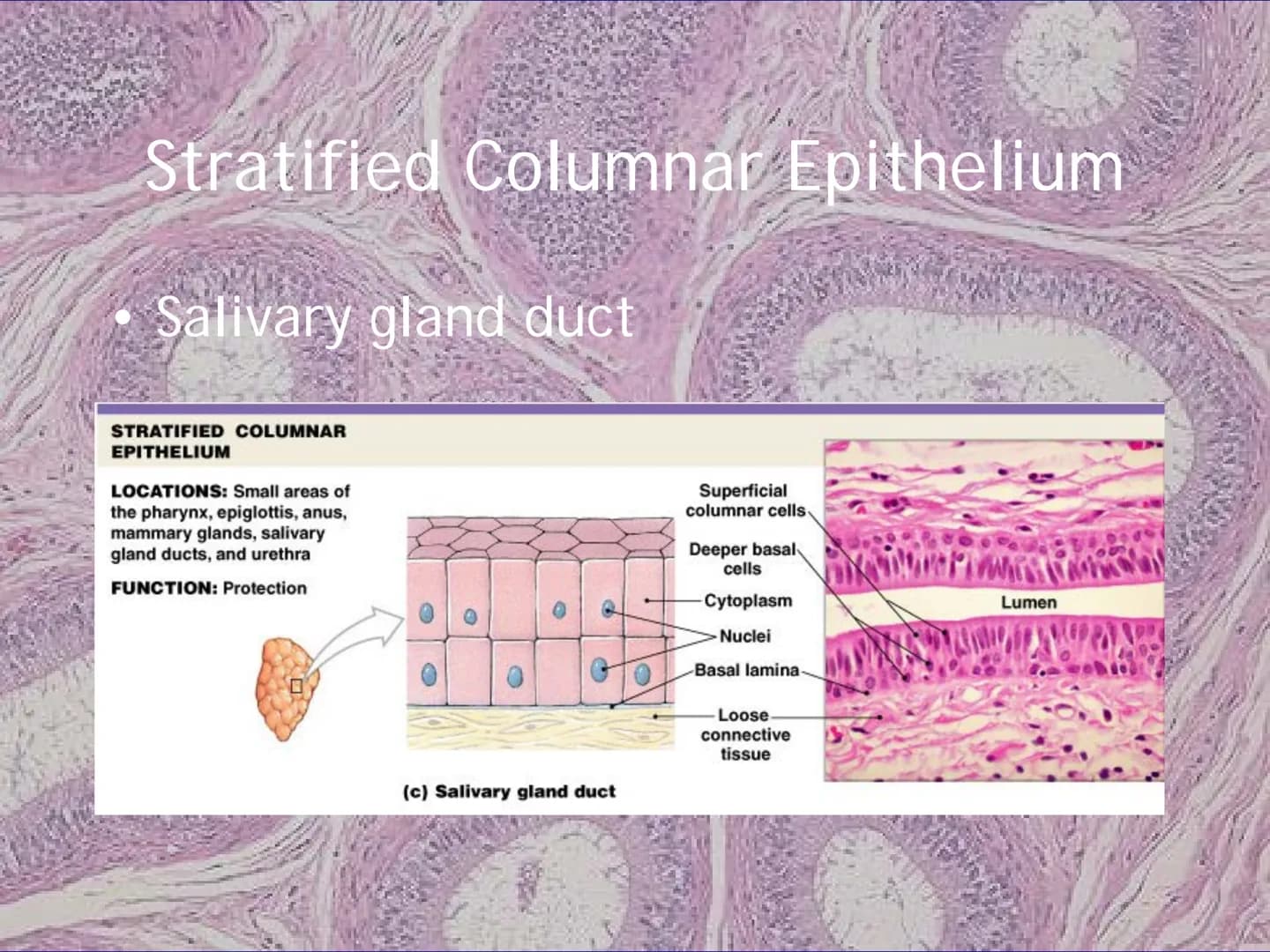 
<h2 id="locationsimplesquamousepithelium">Location - Simple Squamous Epithelium</h2>
<p>The simple squamous epithelium is located in the me