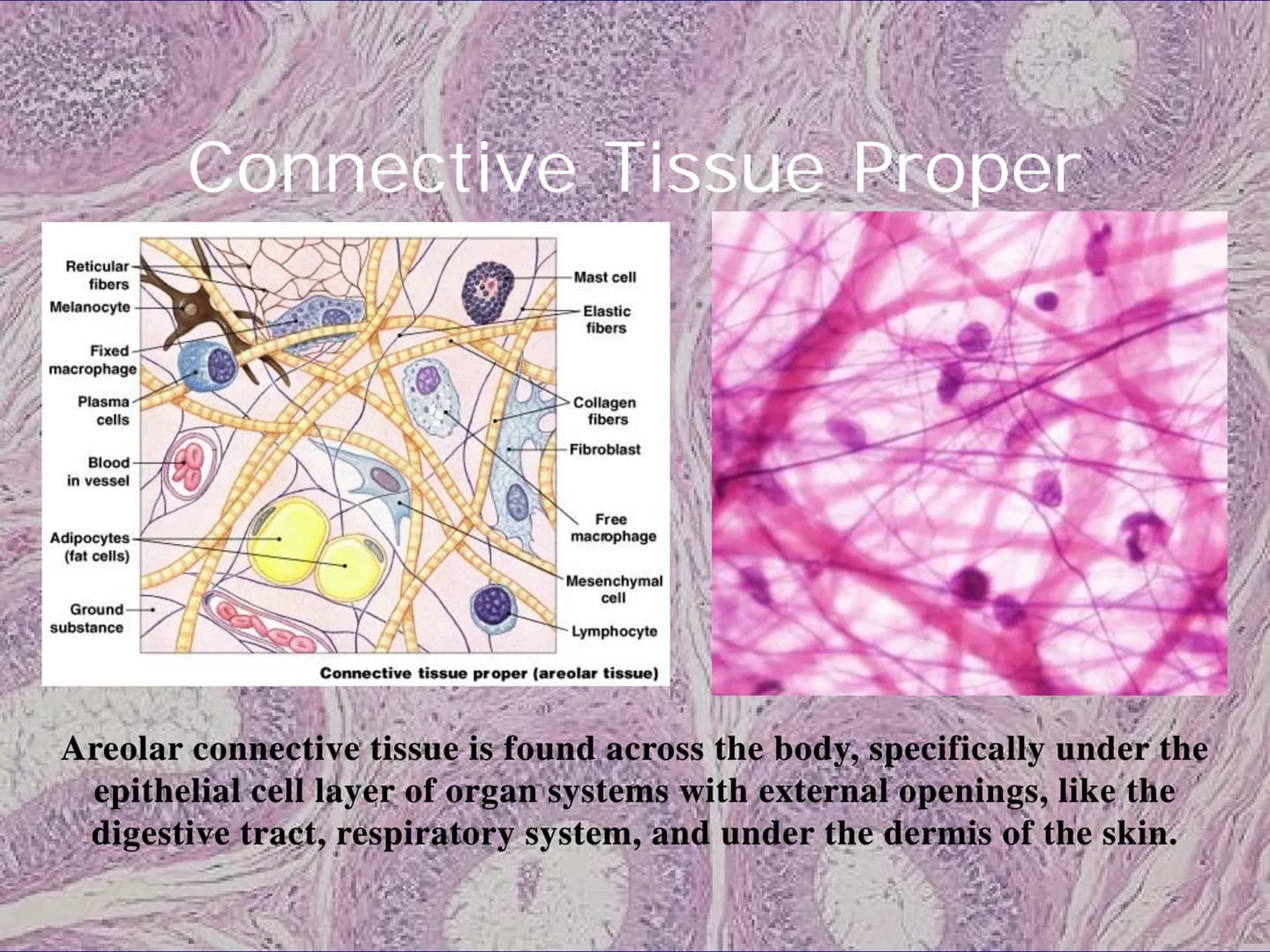 
<h2 id="locationsimplesquamousepithelium">Location - Simple Squamous Epithelium</h2>
<p>The simple squamous epithelium is located in the me