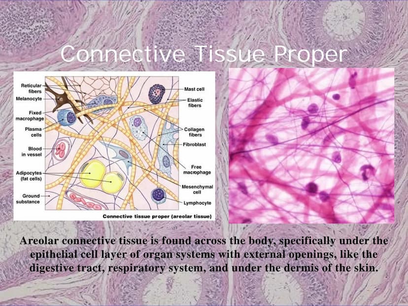 
<h2 id="locationsimplesquamousepithelium">Location - Simple Squamous Epithelium</h2>
<p>The simple squamous epithelium is located in the me