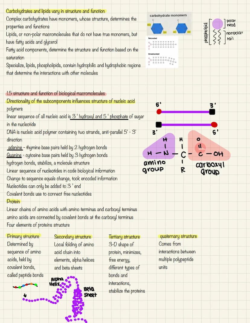 Ap daily note taking
1.3 dehydration synthesis & properties of monomers.
Properties of monomers:
monomers are chemical subunits used to crea