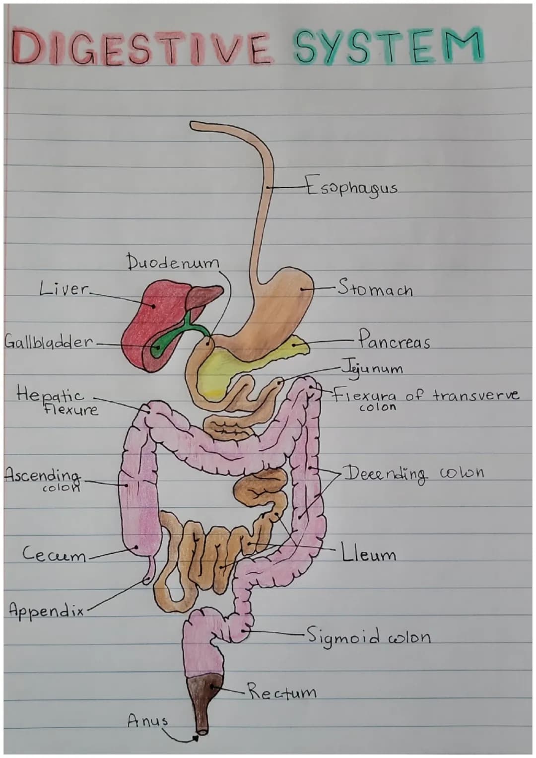 DIGESTIVE SYSTEM
Liver
Gallbladder.
Hepatic
Flexure
Ascending
colon
Cecum.
Appendix
Duodenum
Anus
Esophagus
-Stomach.
-Rectum
-Pancreas
-Jej